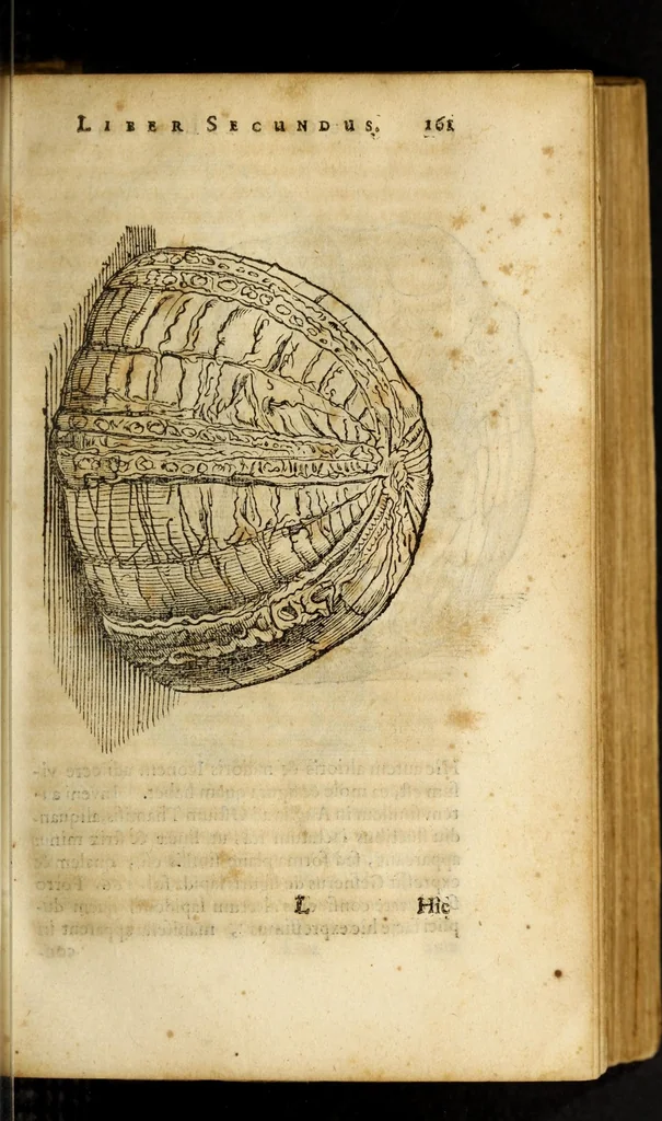 An illustration from Gemmarum et lapidum historia, 1647, leaf 229