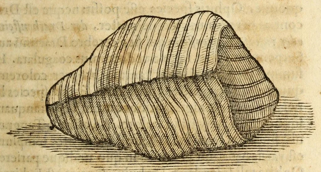 An illustration from Gemmarum et lapidum historia, 1647, leaf 235