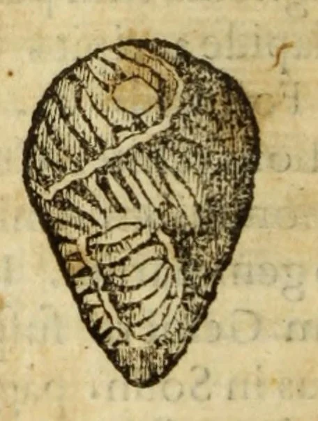 An illustration from Gemmarum et lapidum historia, 1647, leaf 244