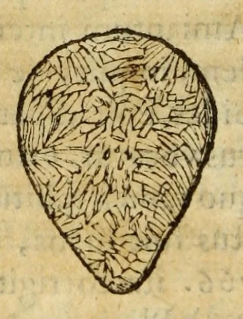 An illustration from Gemmarum et lapidum historia, 1647, leaf 244