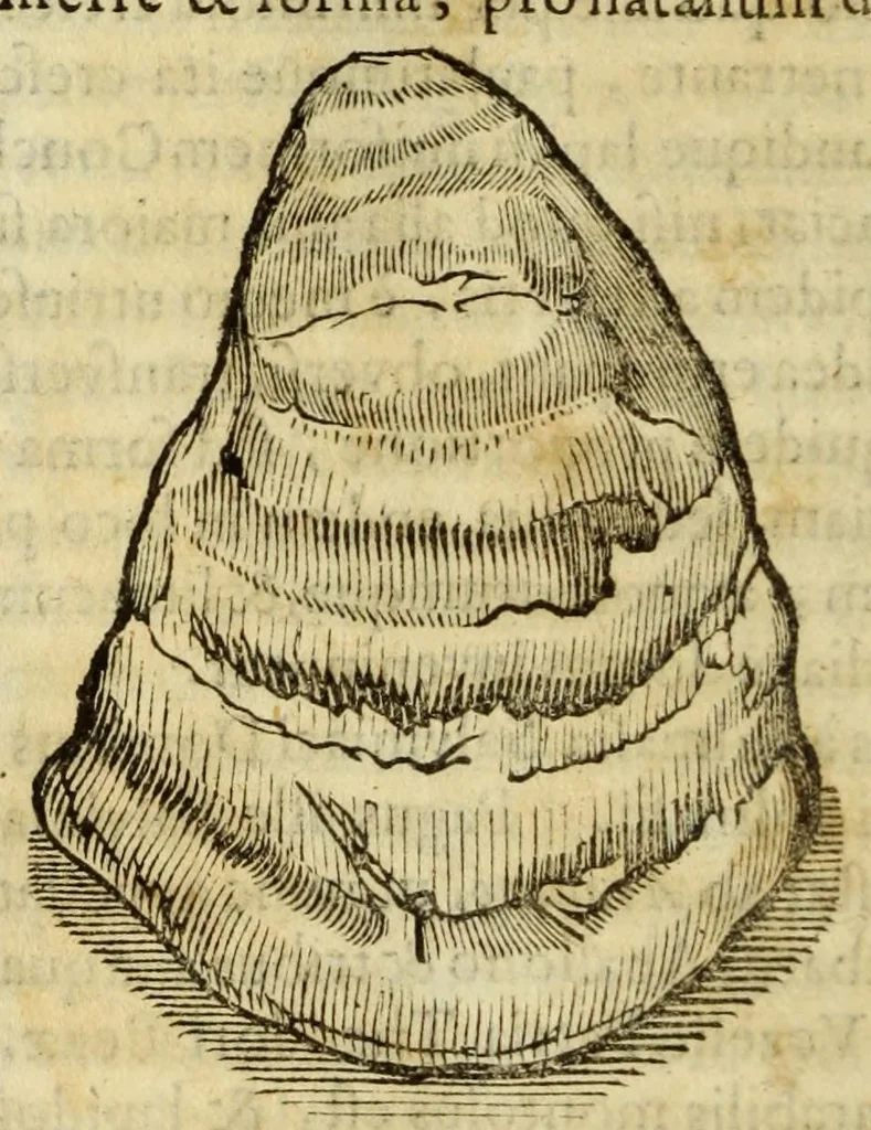 An illustration from Gemmarum et lapidum historia, 1647, leaf 258