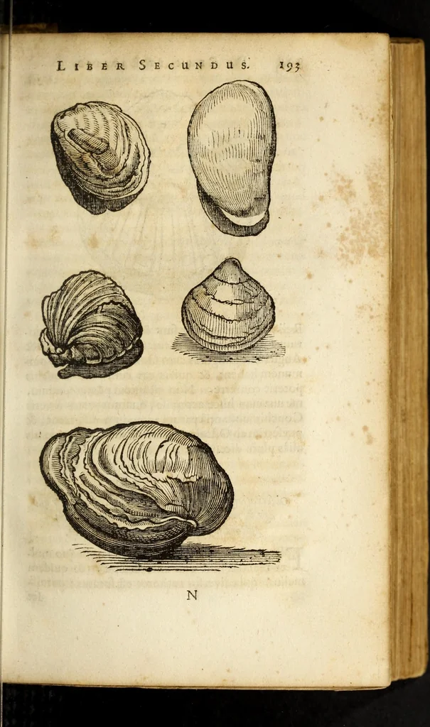 An illustration from Gemmarum et lapidum historia, 1647, leaf 261