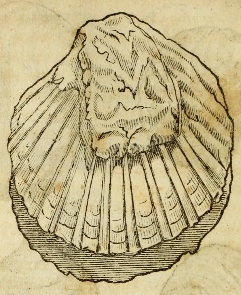An illustration from Gemmarum et lapidum historia, 1647, leaf 262
