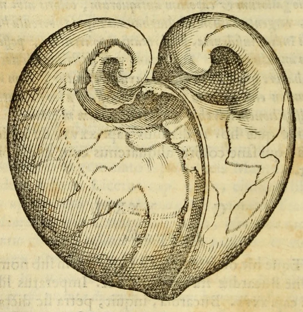 An illustration from Gemmarum et lapidum historia, 1647, leaf 278
