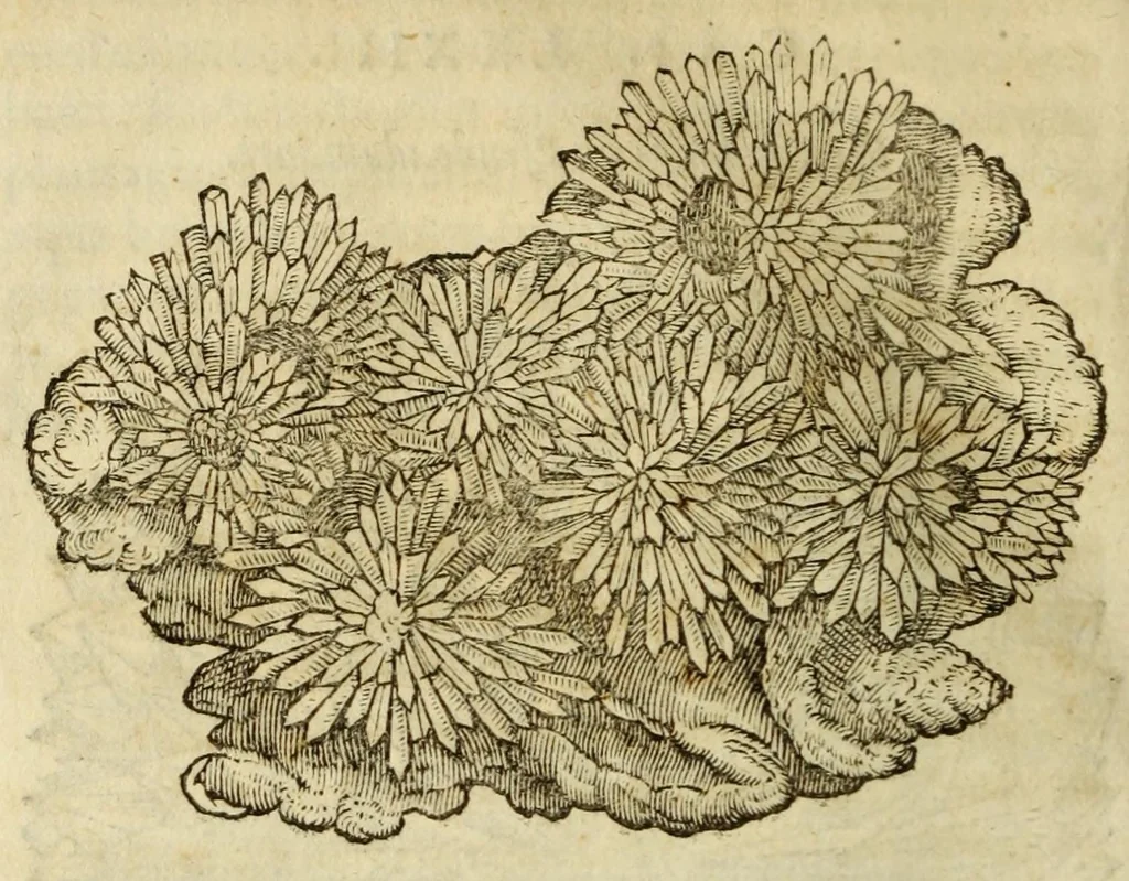 An illustration from Gemmarum et lapidum historia, 1647, leaf 516