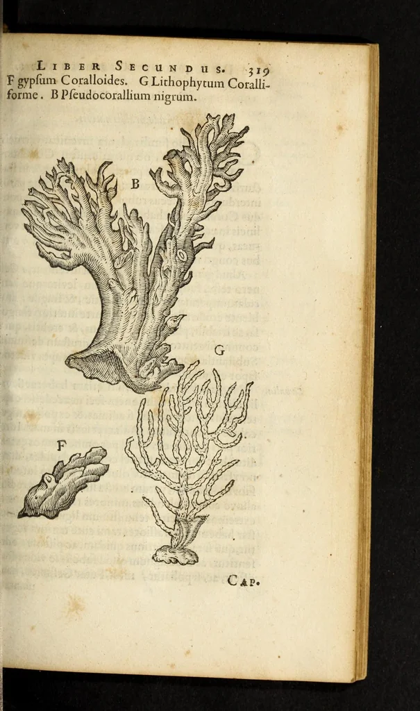 An illustration from Gemmarum et lapidum historia, 1647, leaf 617