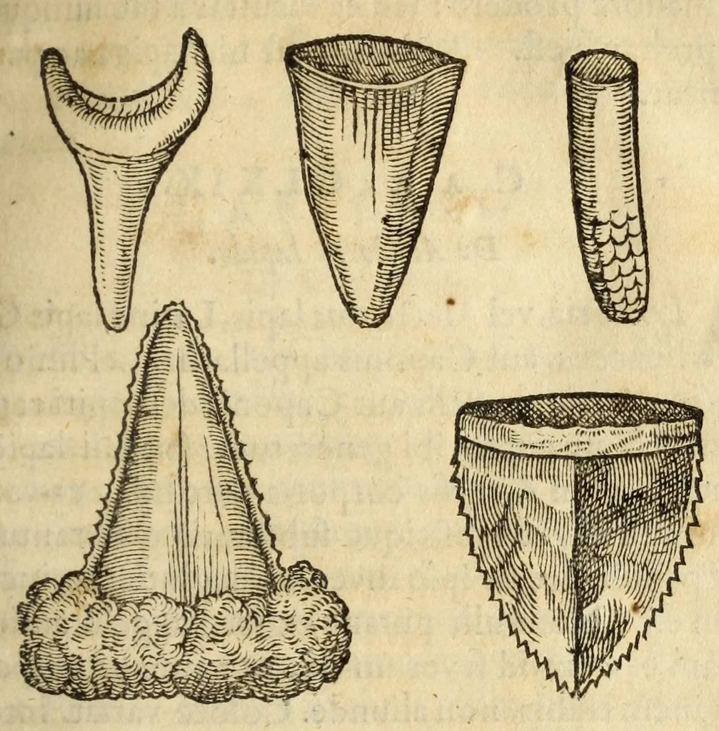 An illustration from Gemmarum et lapidum historia, 1647, leaf 639