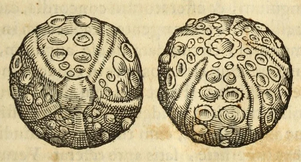 An illustration from Gemmarum et lapidum historia, 1647, leaf 645