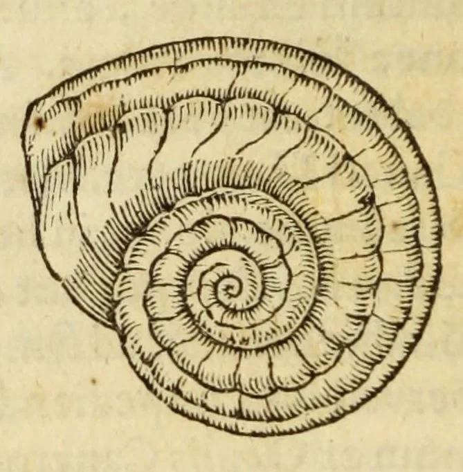 An illustration from Gemmarum et lapidum historia, 1647, leaf 650