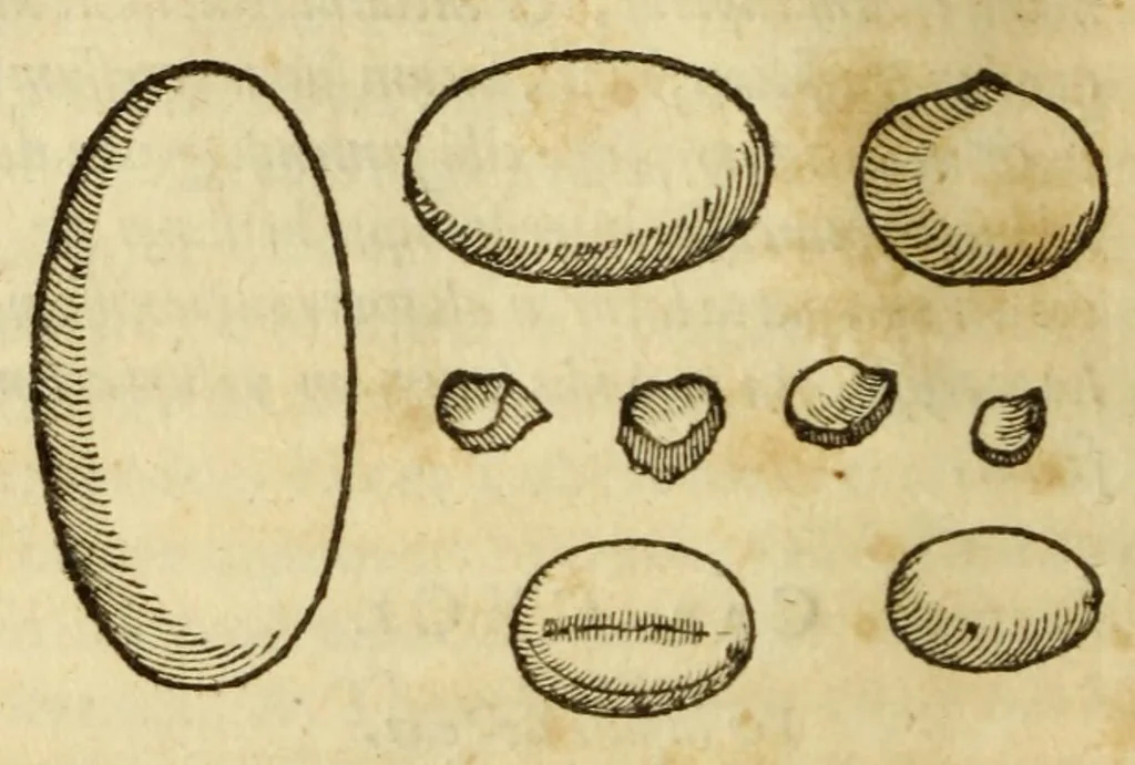 An illustration from Gemmarum et lapidum historia, 1647, leaf 660