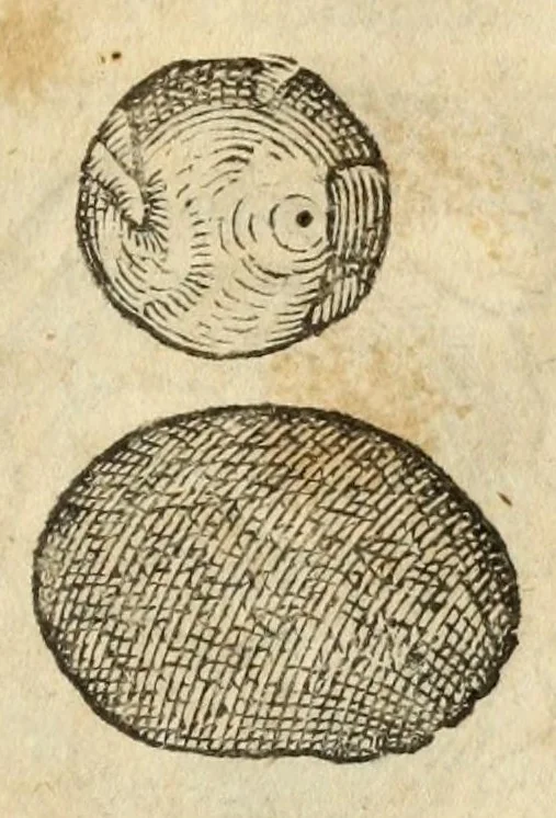 An illustration from Gemmarum et lapidum historia, 1647, leaf 673