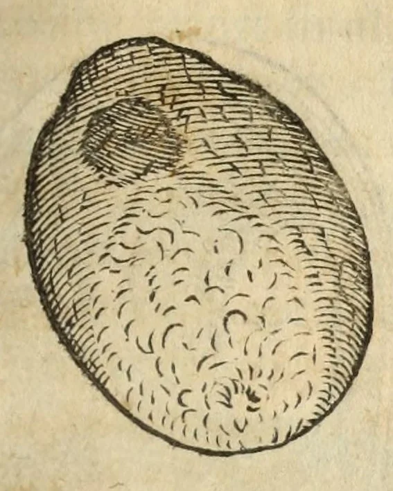 An illustration from Gemmarum et lapidum historia, 1647, leaf 673