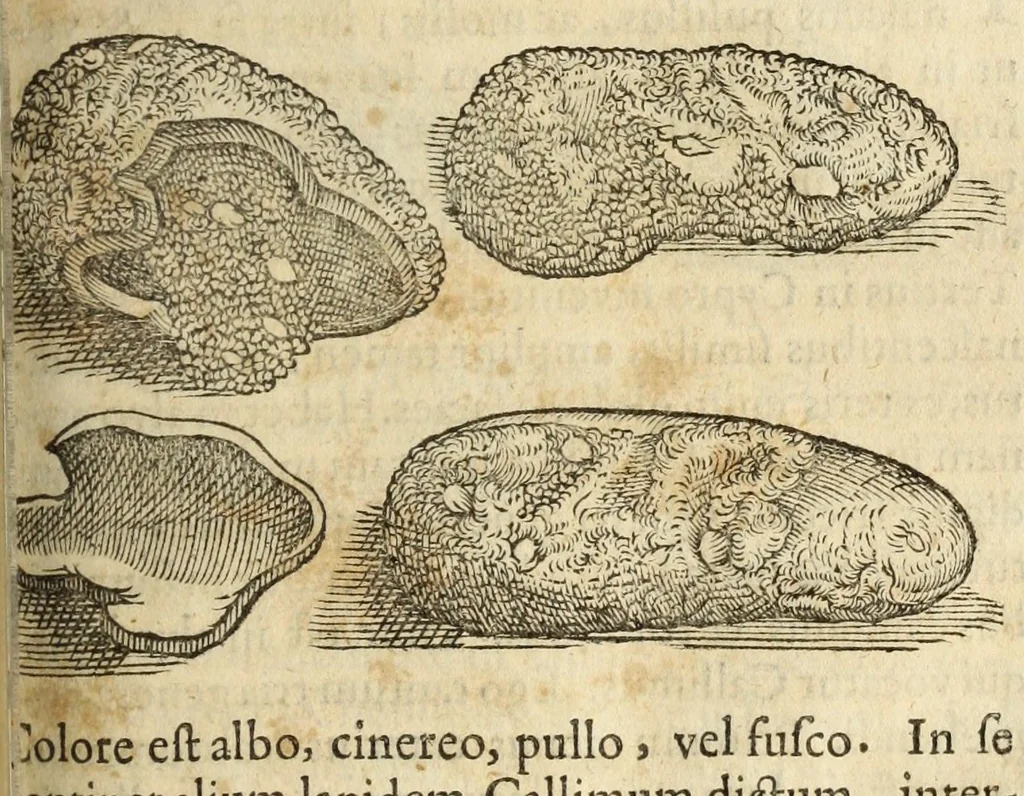 An illustration from Gemmarum et lapidum historia, 1647, leaf 673