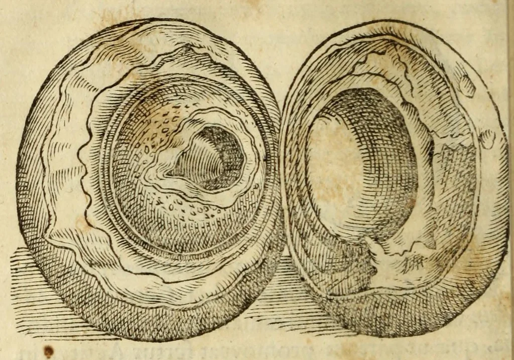 An illustration from Gemmarum et lapidum historia, 1647, leaf 674