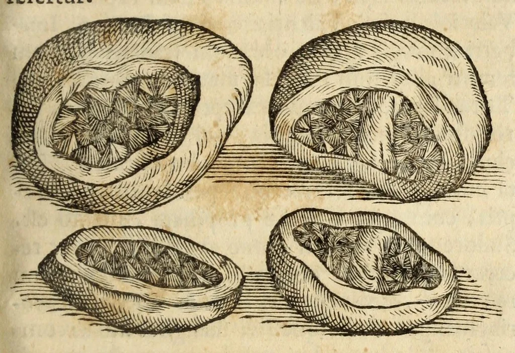 An illustration from Gemmarum et lapidum historia, 1647, leaf 675