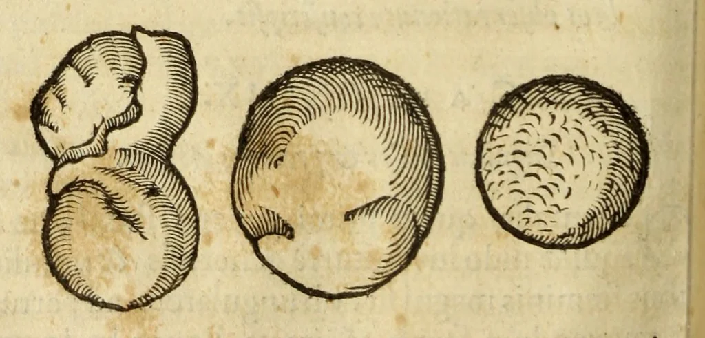 An illustration from Gemmarum et lapidum historia, 1647, leaf 678