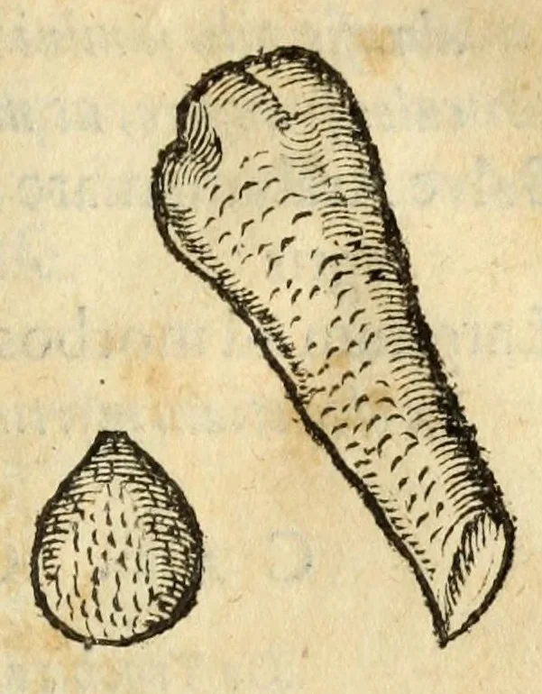 An illustration from Gemmarum et lapidum historia, 1647, leaf 707