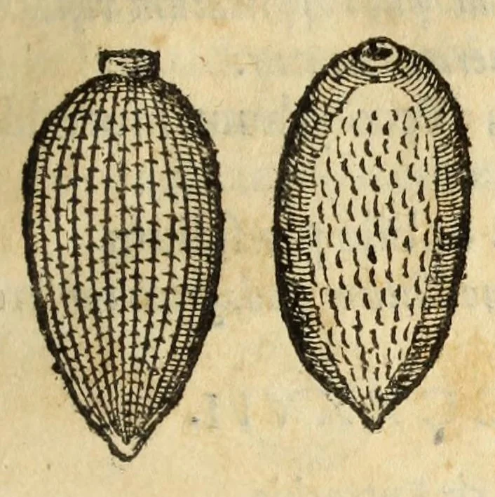 An illustration from Gemmarum et lapidum historia, 1647, leaf 707