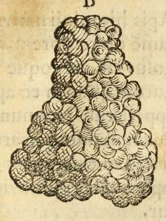 An illustration from Gemmarum et lapidum historia, 1647, leaf 721