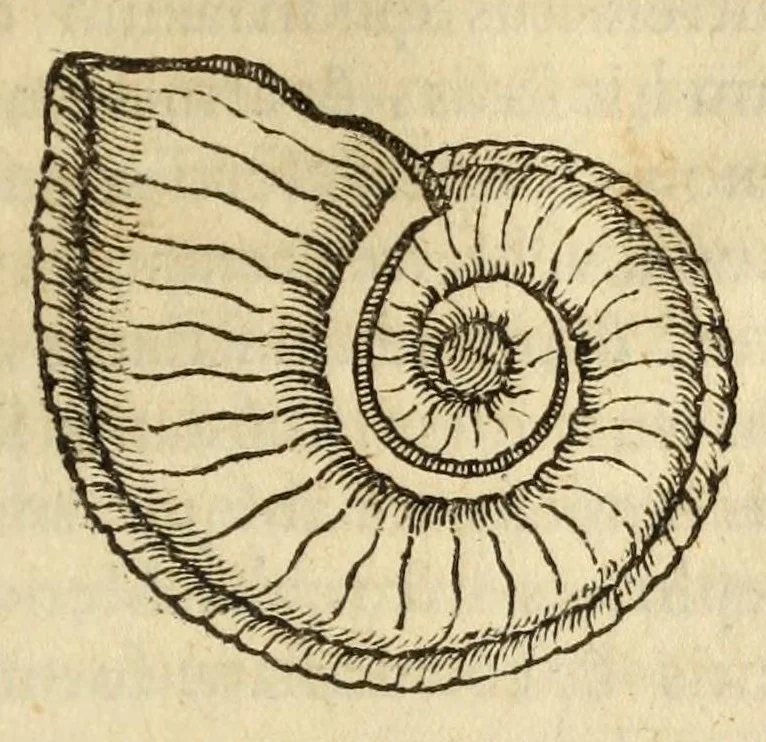 An illustration from Gemmarum et lapidum historia, 1647, leaf 735
