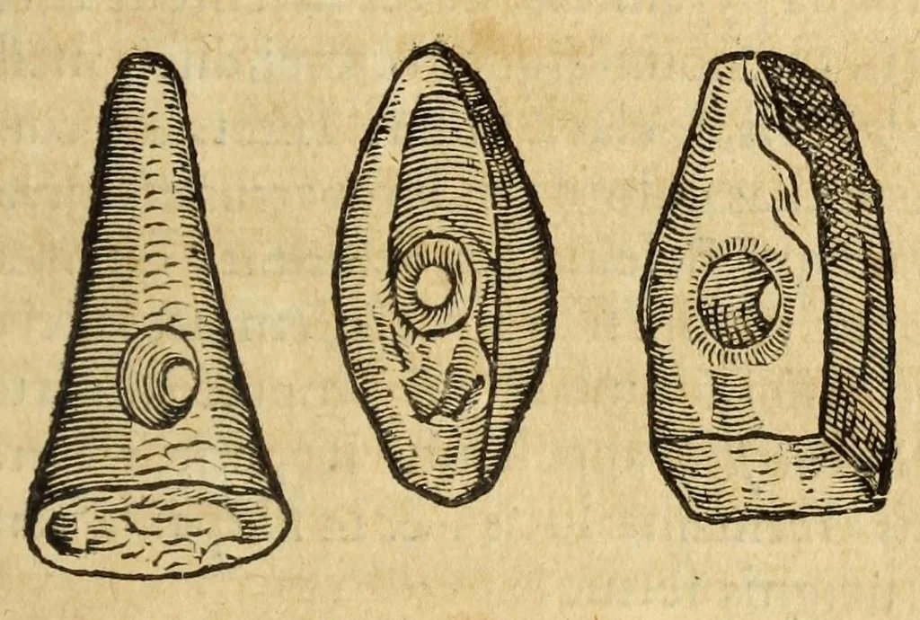 An illustration from Gemmarum et lapidum historia, 1647, leaf 781