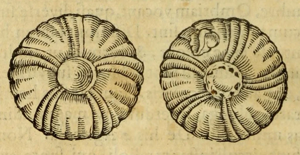 An illustration from Gemmarum et lapidum historia, 1647, leaf 784