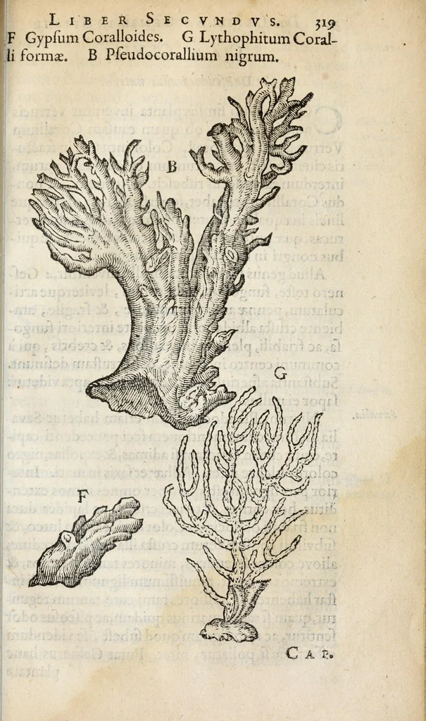 An illustration from Gemmarum et lapidum historia., 1636, leaf 337