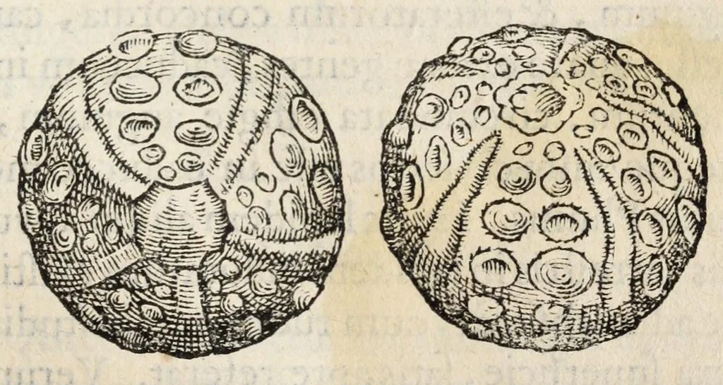 An illustration from Gemmarum et lapidum historia., 1636, leaf 365