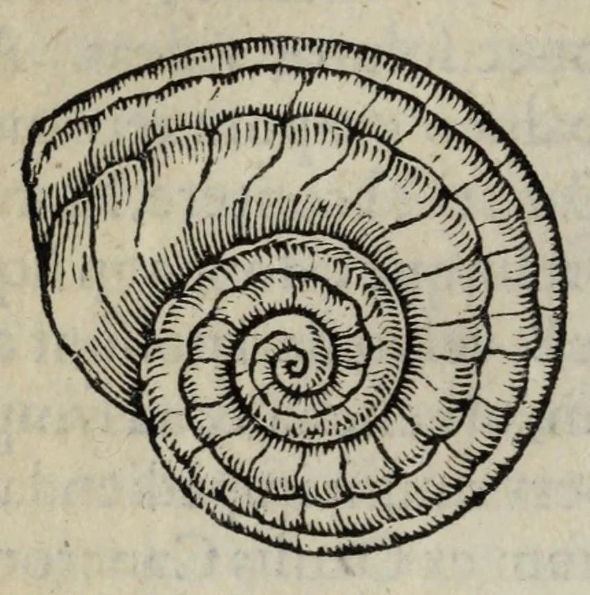 An illustration from Gemmarum et lapidum historia., 1636, leaf 370