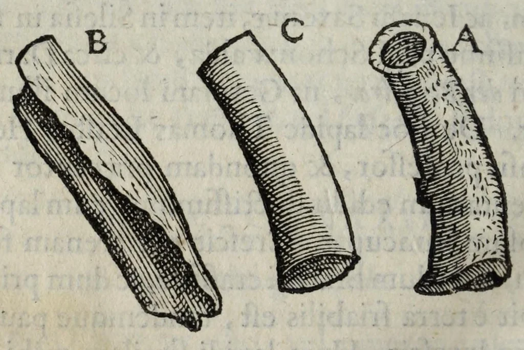 An illustration from Gemmarum et lapidum historia., 1636, leaf 436