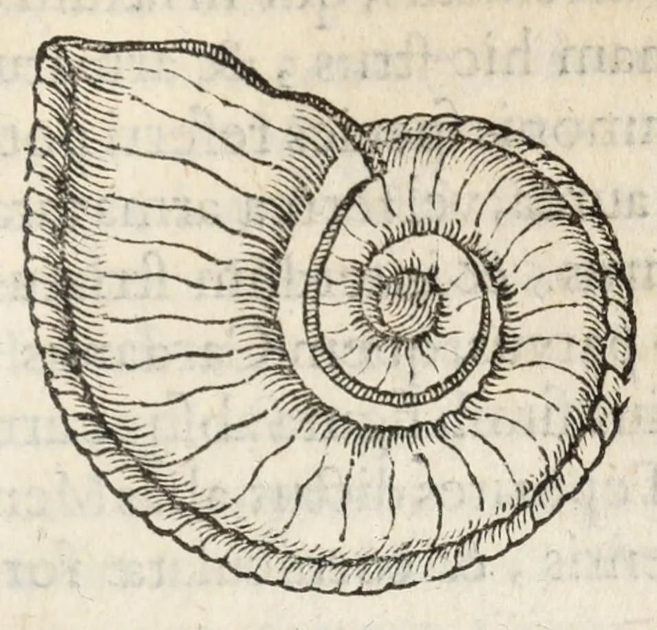 An illustration from Gemmarum et lapidum historia., 1636, leaf 455