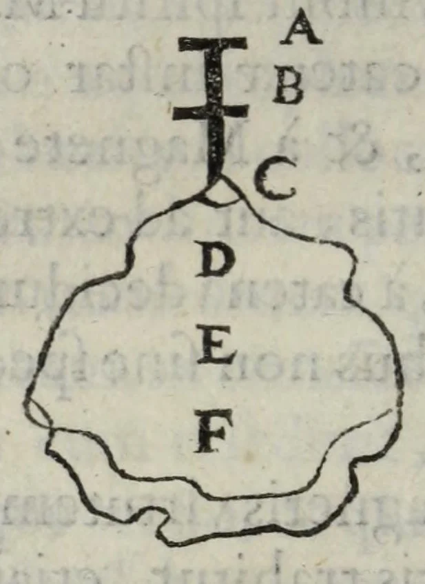 An illustration from Gemmarum et lapidum historia., 1636, leaf 466