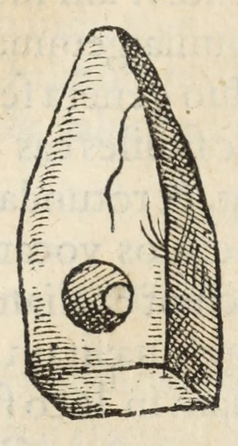 An illustration from Gemmarum et lapidum historia., 1636, leaf 501
