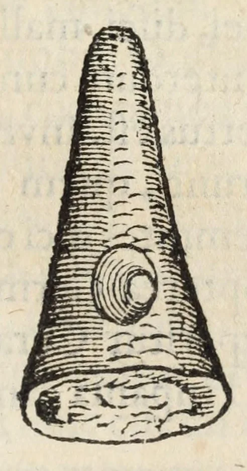 An illustration from Gemmarum et lapidum historia., 1636, leaf 501