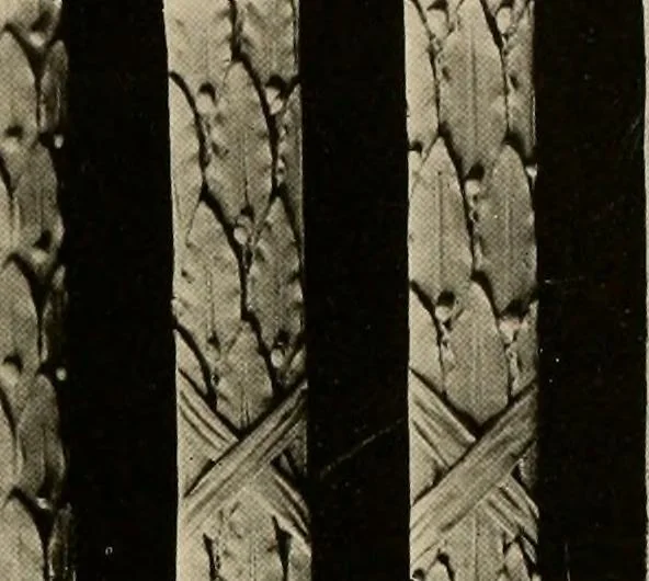 An illustration from The general catalogue of Jacobson & co, 1915, leaf 39