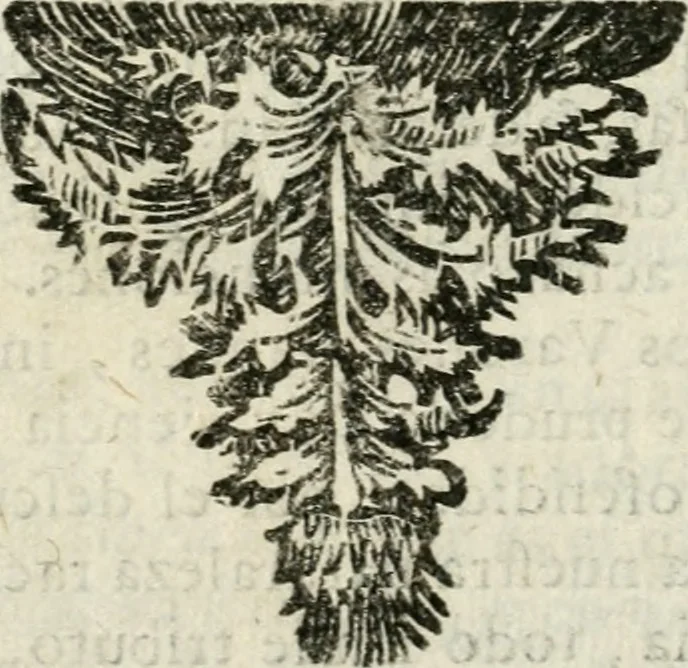 An illustration from Govierno general, moral, y politico. Hallado en las fieras y animales sylvestres. Sacado de sus naturales virtudes, y propiedades. Con particular table para sermones varios de tiempo y de santos, 1696, leaf 21