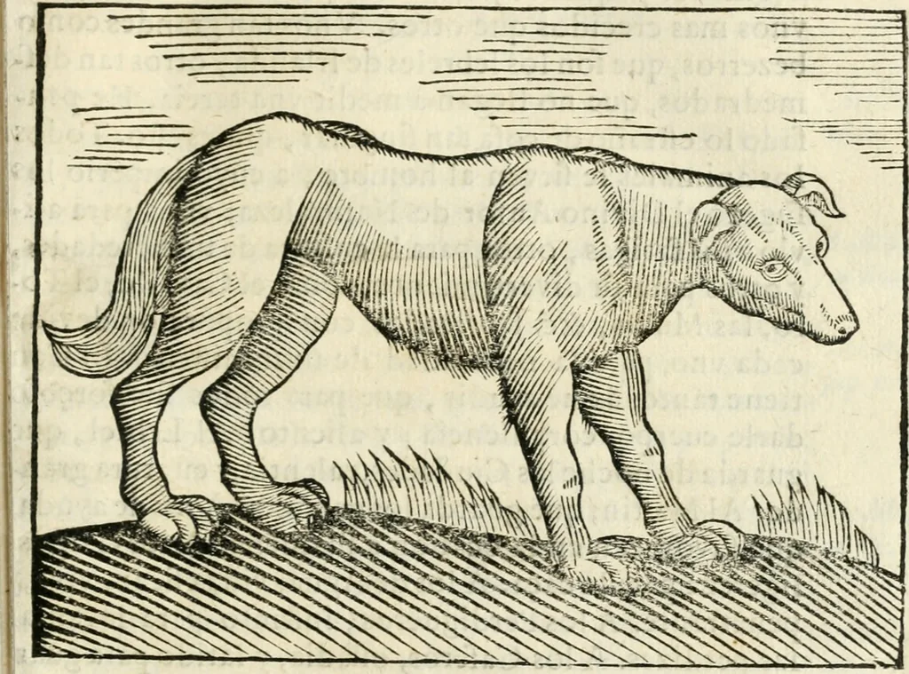 An illustration from Govierno general, moral, y politico. Hallado en las fieras y animales sylvestres. Sacado de sus naturales virtudes, y propiedades. Con particular table para sermones varios de tiempo y de santos, 1696, leaf 372
