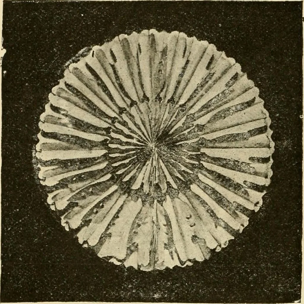 An illustration from General price list., 1904, leaf 367