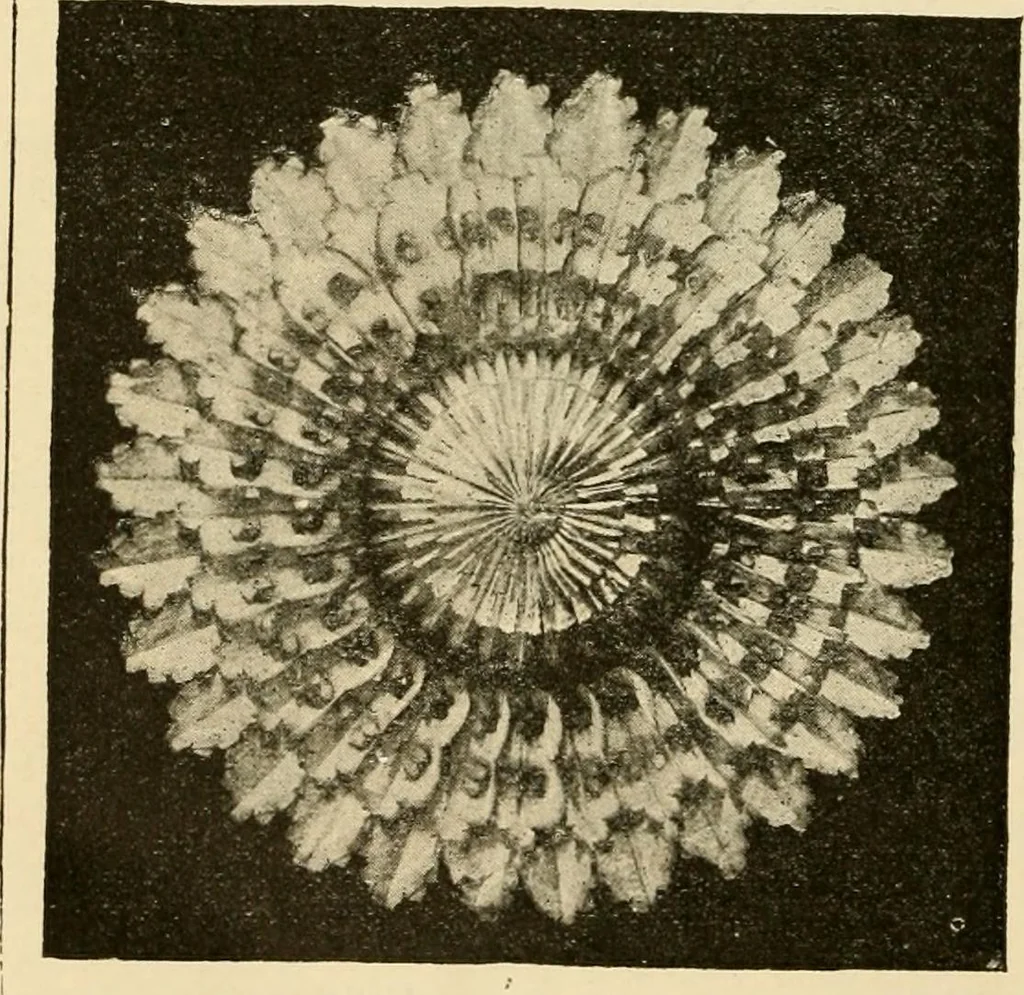 An illustration from General price list., 1904, leaf 367
