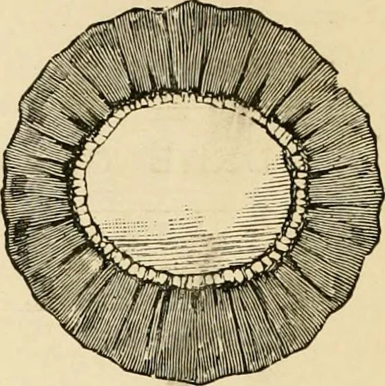 An illustration from General price list., 1904, leaf 459