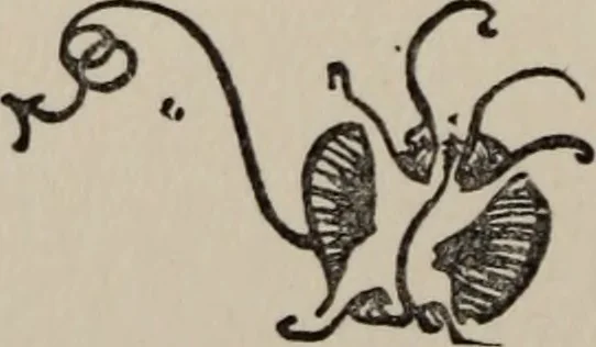 An illustration from The gentle art of making enemies, as pleasingly exemplified in many instances, wherein the serious ones of this earth, carefully exasperated, have been prettily spurred on to unseemliness and indiscretion, while overcome by an undue sense of right, 1909, leaf 183