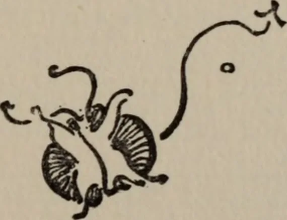 An illustration from The gentle art of making enemies, as pleasingly exemplified in many instances, wherein the serious ones of this earth, carefully exasperated, have been prettily spurred on to unseemliness and indiscretion, while overcome by an undue sense of right, 1909, leaf 262