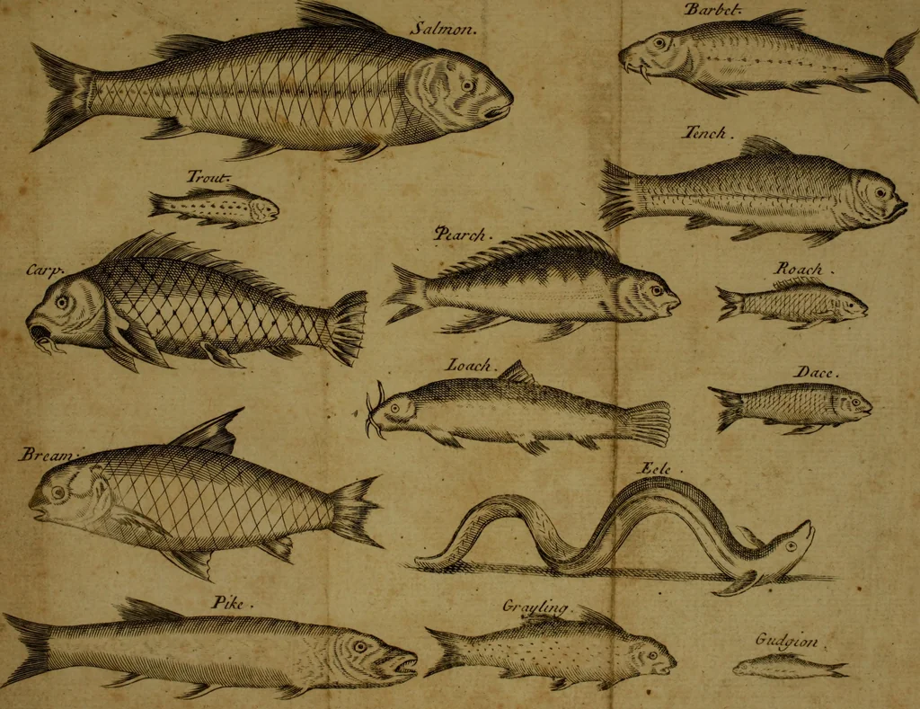 An illustration from The gentleman's recreation : in four parts, viz. hunting, hawking, fowling, fishing ; wherein these generous exercises are largely treated of, and the terms of art for hunting and hawking more amply enlarged than heretofore ; whereto is prefixt a large sculpture, giving easie directions for blowing the horn and other sculptures inserted proper to each recreation, with an abstract at the end of each subject of such laws as relate to the same, 1686, leaf 379