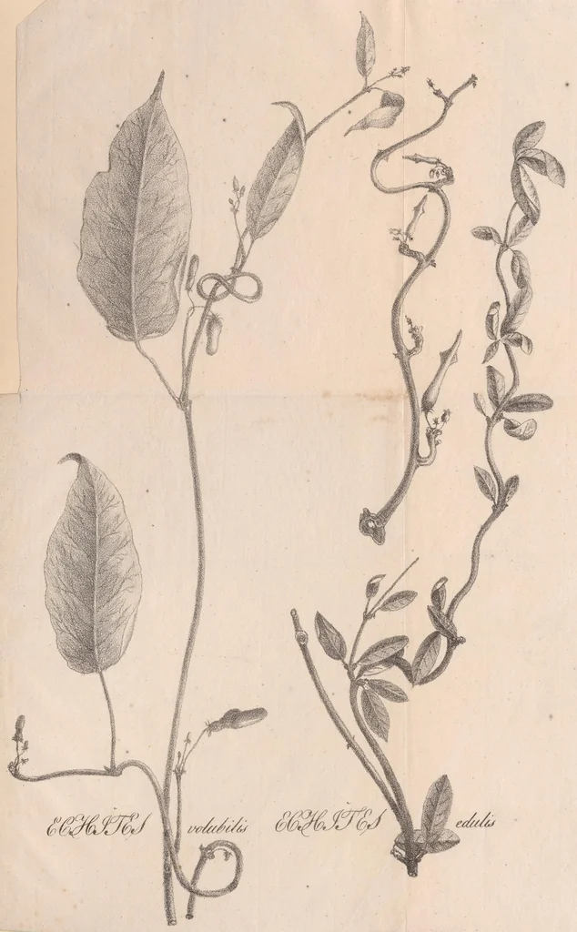 An illustration from In genus Echitis observationes : quas venia exp. Fac. med. Upsal. præside C.P. Thunberg ..., 1819, leaf 17