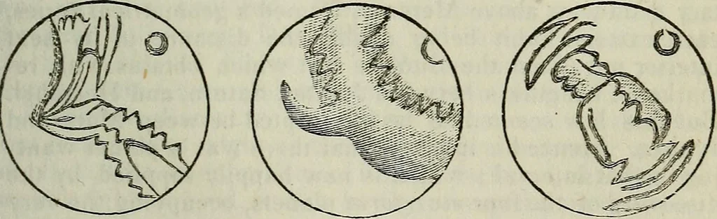 An illustration from The geography of the heavens, and class book of astronomy:, 1849, leaf 229