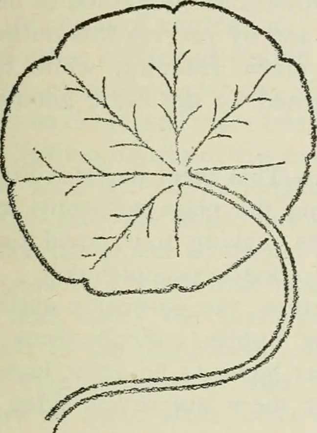 An illustration from Geometrical drawing, projection drawing, freehand and ornamental drawing, wash work and brush drawing, elementary perspective drawing, architectural drawing, 1921, leaf 202