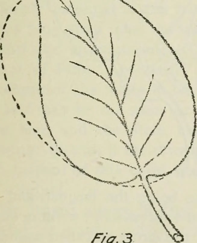 An illustration from Geometrical drawing, projection drawing, freehand and ornamental drawing, wash work and brush drawing, elementary perspective drawing, architectural drawing, 1921, leaf 202