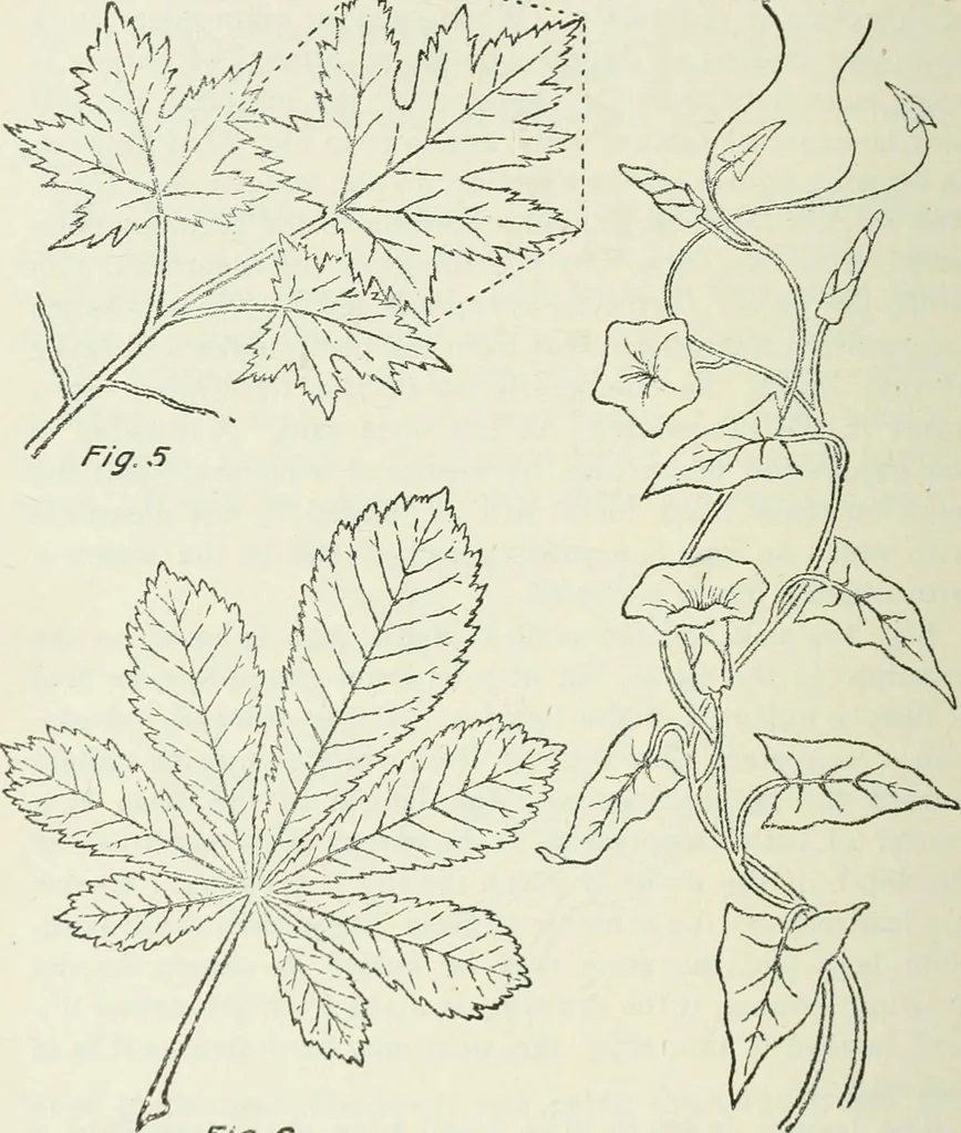 An illustration from Geometrical drawing, projection drawing, freehand and ornamental drawing, wash work and brush drawing, elementary perspective drawing, architectural drawing, 1921, leaf 205