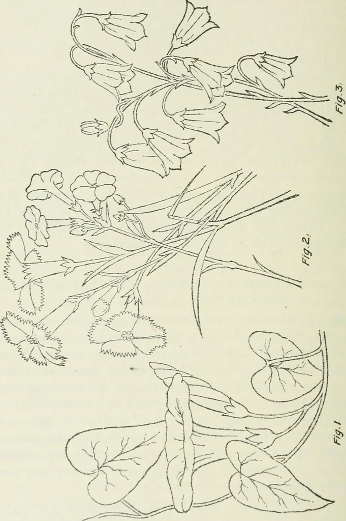 An illustration from Geometrical drawing, projection drawing, freehand and ornamental drawing, wash work and brush drawing, elementary perspective drawing, architectural drawing, 1921, leaf 215