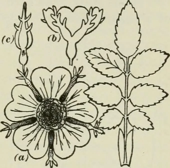 An illustration from Geometrical drawing, projection drawing, freehand and ornamental drawing, wash work and brush drawing, elementary perspective drawing, architectural drawing, 1921, leaf 220